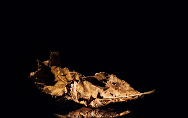 A dry leaf on a black background, the concept of beautiful withering and old age. Conceptual texture background for interior decoration on a black background with a copy space. Selective soft focus