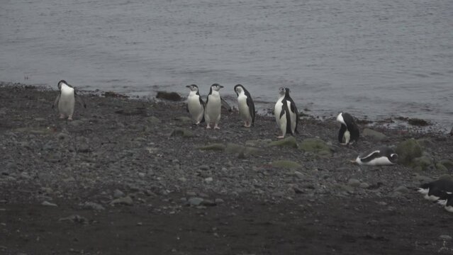 Chinstrap Penguins on Barrientos Island south Shetland islands Antarctica