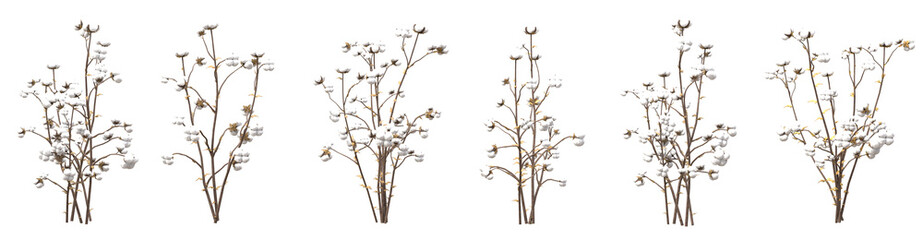 Set of dry cotton flowers with isolated on transparent background. PNG file, 3D rendering illustration, Clip art and cut out