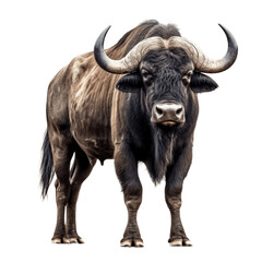 African buffalo isolated on transparent background.