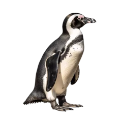 Fototapeten African penguin  isolated on transparent background. © TimeaPeter