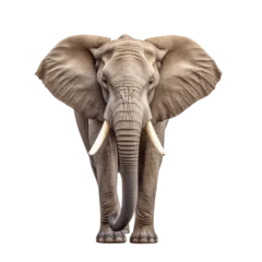 Foto auf Acrylglas African elephant isolated on transparent background. © TimeaPeter