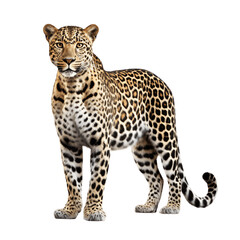 Leopard isolated on transparent background.