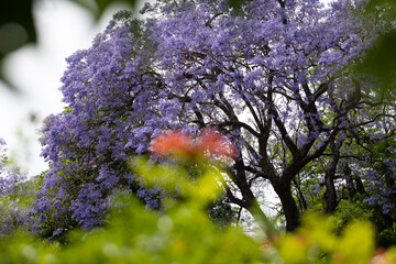 Blooming Jacaranda mimosifolia tree in the park