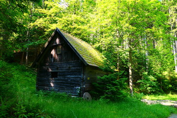 Mühle im Wald
