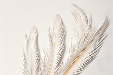 Beautiful feather on light background, clean design for advertising.