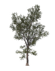 Betula lenta, sweet birch, black birch, cherry birch, mahogany birch, spice birch, light for daylight, easy to use, 3d render, isolated