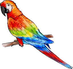 Red parrot watercolor illustration