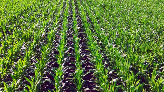 Lifting up from the young corn