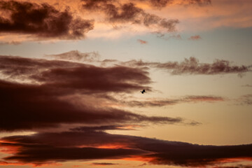 Puesta de sol con cig&uuml;e&ntilde;a