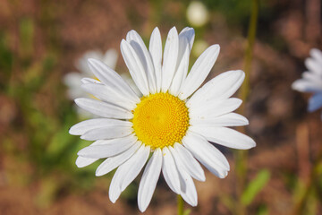 Common daisy Bellis perennis in bloom , Ox-eye oxeye daisy flower leucanthemum vulgare close up with blurred background wild wildflower © Anatoliy
