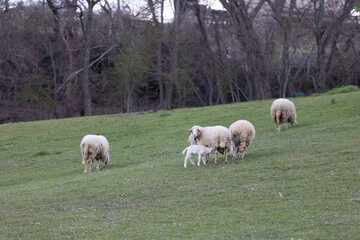 Obraz premium Sheeps