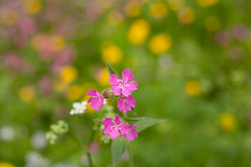 flowers in the garden