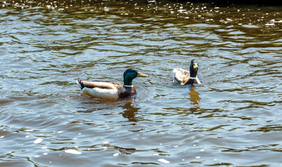 Two ducks swimming on the canal