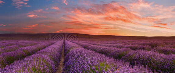 Lavender field in morning Provence, France - 616764824