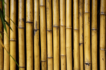 Bamboo Fence Background | Created with Generative AI Tools