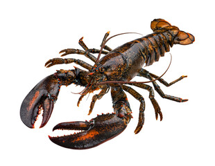 lobster png images _ food images _ Indian food images _ healthy food image _ lobster  in isolated white background 