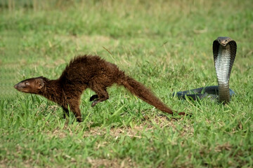 mongoose and cobra snake