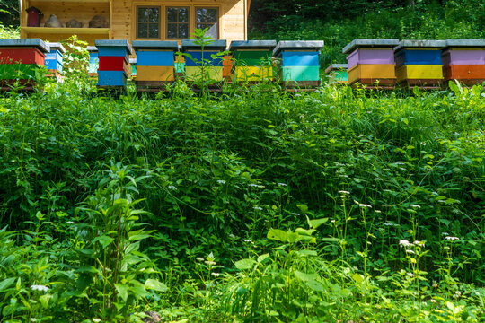 Bee Hive Boxes at an Outdoor Apiary