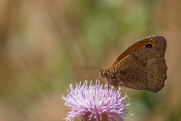 butterfly on a flower