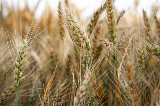 golden wheat field in summer close up picture with shallow depth of field