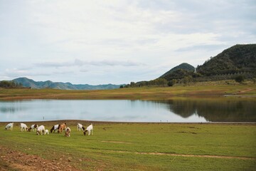 Obraz premium Little goats on the meadow.