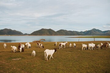 Obraz premium Little goats on the meadow.