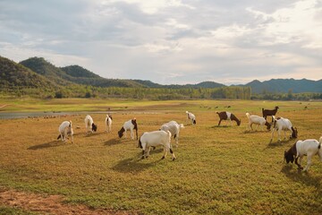 Little goats on the meadow.