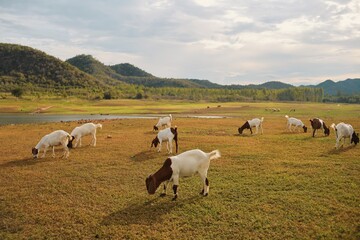 Fototapeta premium Little goats on the meadow.