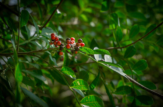 red little fruits in a tree