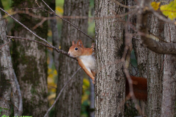 Squirrel (Sciurus vulgaris) Scoiattolo