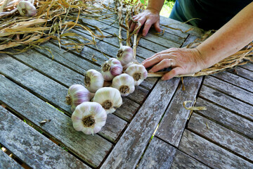 Home grown garlic being plaited after drying in the sun
