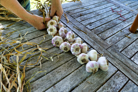 Home grown garlic being plaited after drying in the sun
.