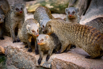 meerkat on a rock