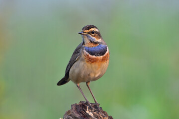 Bluethroat