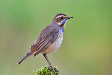 Bluethroat