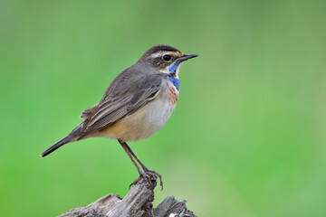 Bluethroat