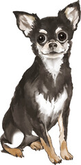 Chihuahua watercolor illustration