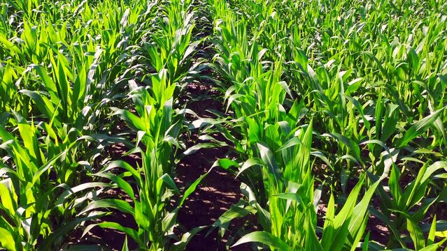flying the rows of young corn