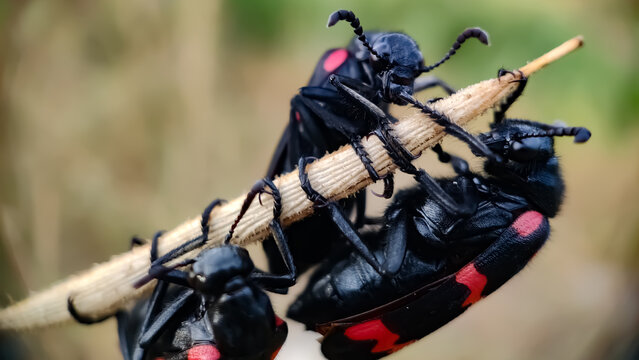 Blister beetles