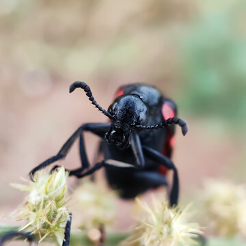 Blister beetles