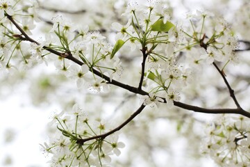 Tree Blossom