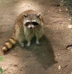 portrait d'un raton laveur qui nous observe !