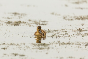 Selective focus frontal view of adorable tiny Mallard duckling feeding in the Léon-Provancher...