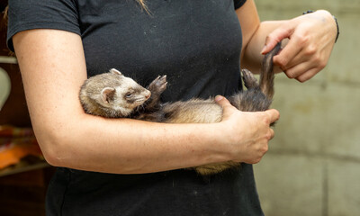 furet putoisé dans les bras de son soigneur dans un parc zoologique