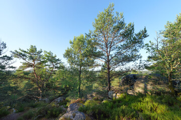Fototapeta na wymiar Rocher de la Reine point of view in Fontainebleau forest