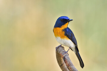 Tickell's Blue Flycatcher