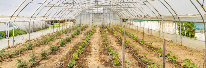 Greenhouse nursery with young tomato and bell pepper plants amd watering system at Aamerican farm...