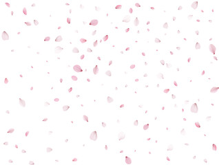 Flying Spring Sakura.