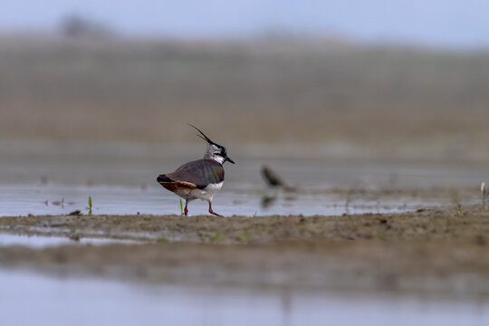Northern lapwing or Vanellus vanellus observed in Gajoldaba in West Bengal,India